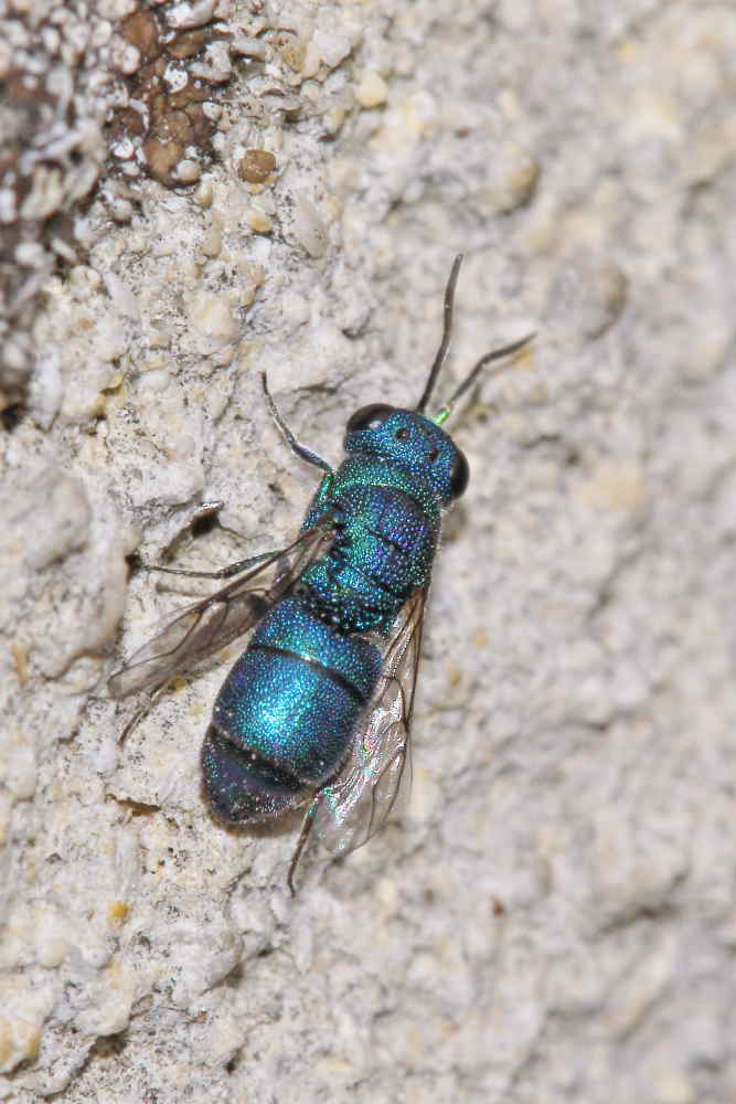 Chrysis ragusae